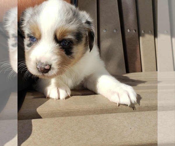 Medium Photo #20 Australian Shepherd Puppy For Sale in RUSSELL, IA, USA