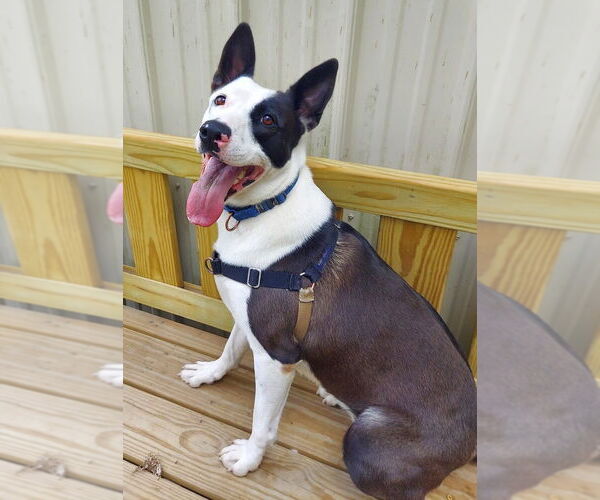 Medium Photo #4 Mutt Puppy For Sale in Elmsford, NY, USA