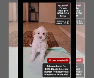Dolly
