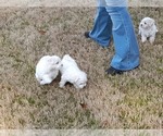 Small Photo #20 Maltese Puppy For Sale in ROSWELL, GA, USA