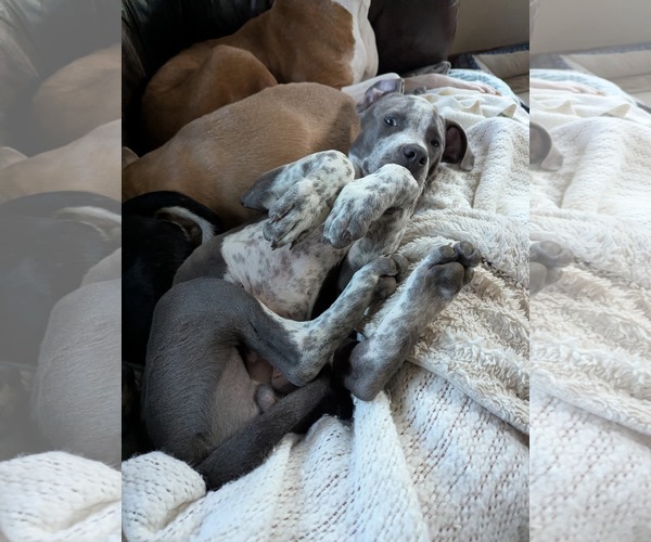 Medium Photo #5 Mutt Puppy For Sale in St. Louis Park, MN, USA