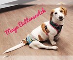 Small Photo #40 Basschshund Puppy For Sale in San Antonio, TX, USA