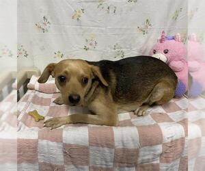 Chihuahua Dogs for adoption in Modesto, CA, USA