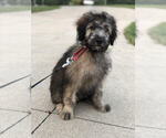 Small Photo #2 Aussie-Poo-Aussiedoodle Mix Puppy For Sale in RITTMAN, OH, USA