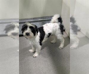 Maltese-Unknown Mix Dogs for adoption in Forestville, MD, USA