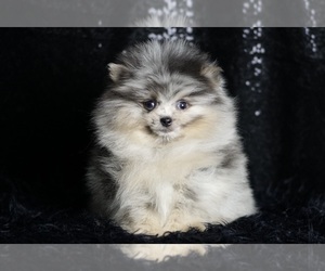 Pomeranian Puppy for sale in WARSAW, IN, USA