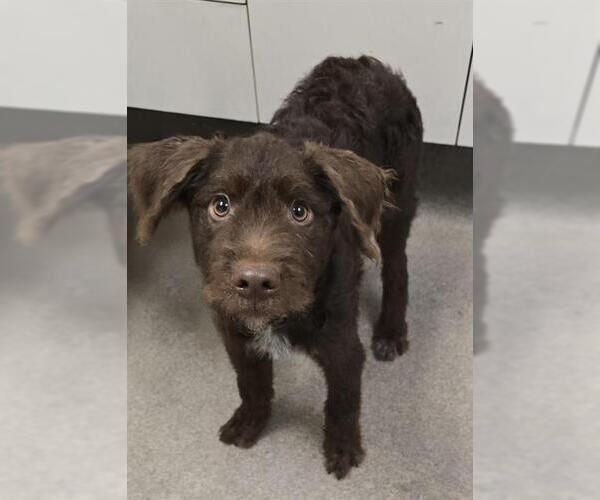 Medium Photo #1 Wirehaired lab Puppy For Sale in HESPERIA, CA, USA