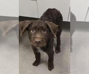 Wirehaired lab Dogs for adoption in HESPERIA, CA, USA