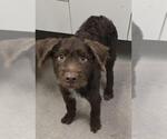 Small Wirehaired lab