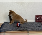 Small Photo #5 Shiba Inu Puppy For Sale in GARDEN GROVE, CA, USA