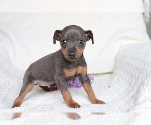 Medium Photo #4 Miniature Pinscher Puppy For Sale in SHILOH, OH, USA