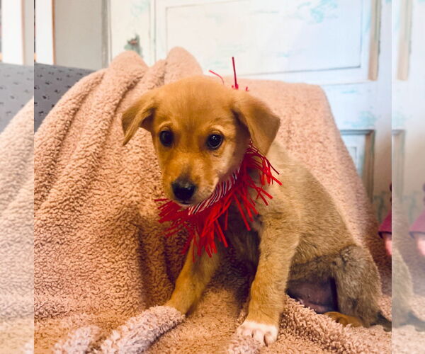 Medium Photo #5 Labrador Retriever-Unknown Mix Puppy For Sale in Rockaway, NJ, USA