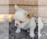 Small #17 French Bulldog