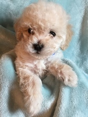 Poodle (Toy) Puppy for sale in SARTELL, MN, USA