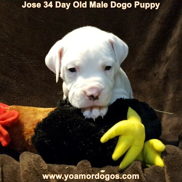 Medium Photo #46 Dogo Argentino Puppy For Sale in PINEVILLE, MO, USA