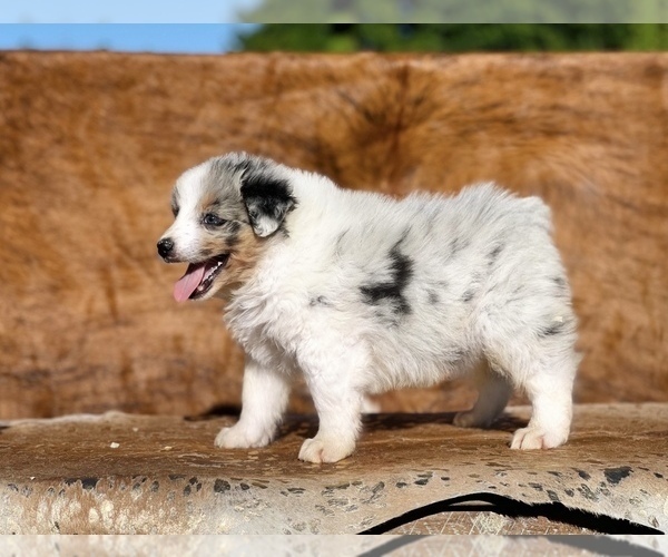 Medium Photo #2 Australian Shepherd Puppy For Sale in WESLEY CHAPEL, FL, USA