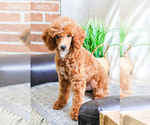 Small Photo #4 Poodle (Toy) Puppy For Sale in SYRACUSE, IN, USA