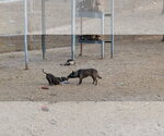 Small #3 Mutt