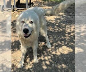 Great Pyrenees Dogs for adoption in San Antonio, TX, USA