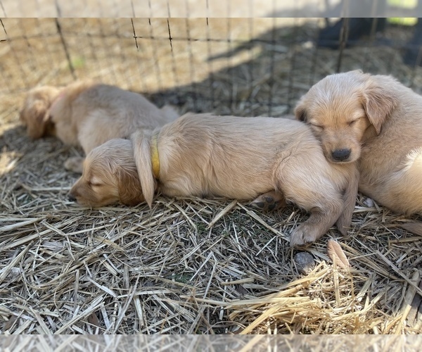 Medium Photo #6 Golden Retriever Puppy For Sale in SUMMERVILLE, SC, USA