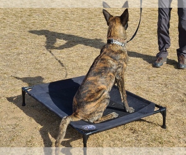 Medium Photo #5 Belgian Malinois-Dutch Shepherd Dog Mix Puppy For Sale in CALHAN, CO, USA