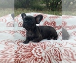 Small Photo #4 French Bulldog Puppy For Sale in PITTSBURG, CA, USA