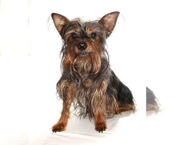 Medium Photo #3 Mutt Puppy For Sale in Oakland Park, FL, USA