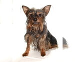 Small #2 Mutt
