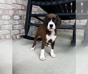 Boxer Puppy for sale in GREENFIELD, IN, USA