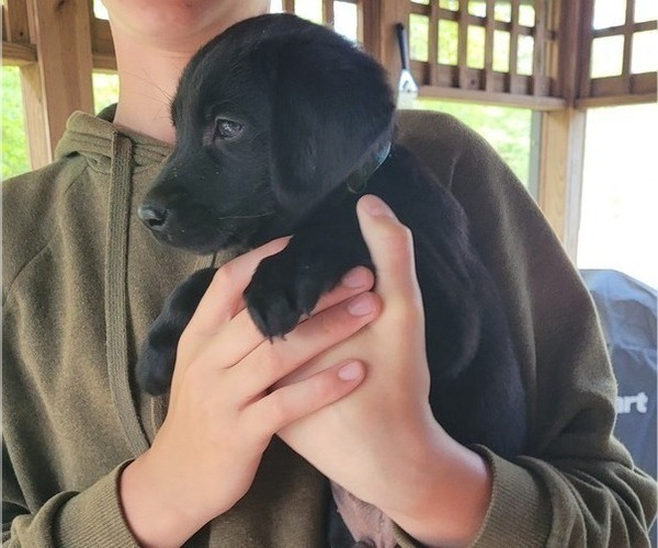 Medium Photo #24 Labrador Retriever Puppy For Sale in BONAIRE, GA, USA