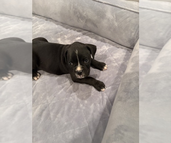 Medium Photo #1 Boxer Puppy For Sale in GREENVILLE, NC, USA