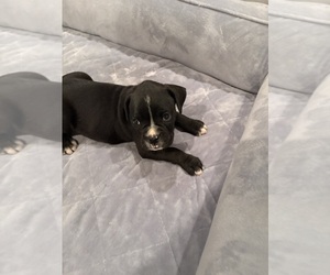 Boxer Puppy for sale in GREENVILLE, NC, USA