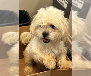 Maltese-Unknown Mix Dogs for adoption in Plano, TX, USA