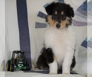 Collie Puppy for sale in FREDERICKSBG, OH, USA