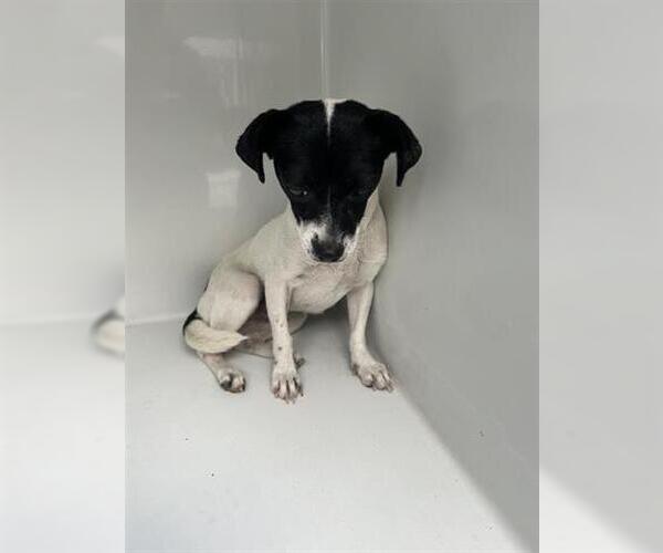 Medium Photo #1 Chihuahua-Unknown Mix Puppy For Sale in Houston, TX, USA