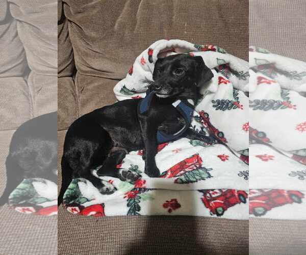 Medium Photo #7 Dachshund-Italian Greyhound Mix Puppy For Sale in Arlington, WA, USA