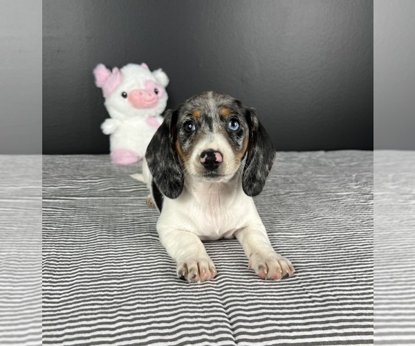 Medium Photo #4 Dachshund Puppy For Sale in INDIANAPOLIS, IN, USA