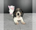 Small Photo #4 Dachshund Puppy For Sale in INDIANAPOLIS, IN, USA