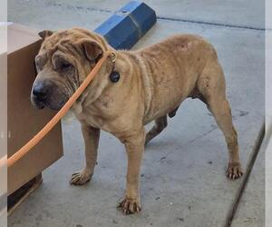 Chinese Shar-Pei Dogs for adoption in Bakersfield, CA, USA