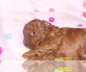 Poodle (Toy) Puppy for sale in DULUTH, GA, USA