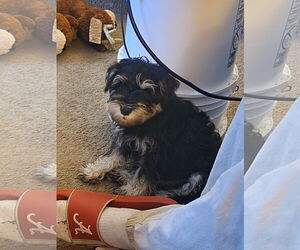 Mutt Dogs for adoption in Wheaton, IL, USA