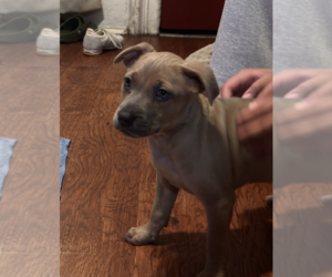 Rubi - Female Mutt Dog for Adoption - Photo #4