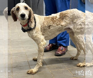 Mutt Dogs for adoption in Washington, DC, USA