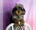 Small Photo #124 Poodle (Miniature) Puppy For Sale in WARSAW, IN, USA