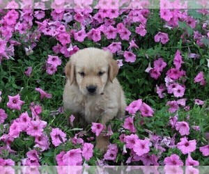 Golden Retriever Puppy for sale in FREDERICKSBURG, OH, USA