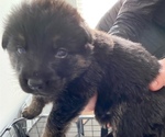 Small Photo #7 German Shepherd Dog Puppy For Sale in INMAN, SC, USA