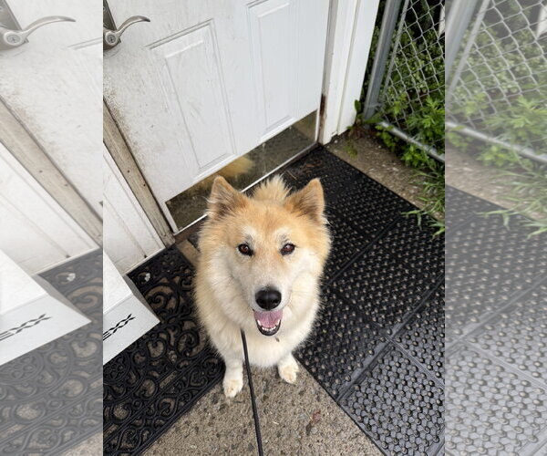 Medium Photo #1 Siberian Husky-Unknown Mix Puppy For Sale in Rockaway, NJ, USA