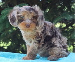 Puppy Lariat Cavapoo