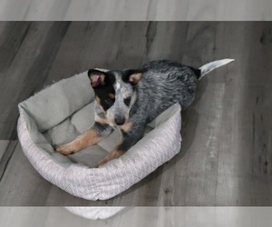 Australian Cattle Dog Puppy for sale in DUNNELLON, FL, USA