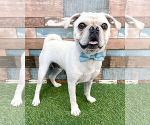 Pug-Unknown Mix Dogs for adoption in Corona, CA, USA